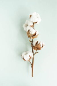 What is Organic Clothing?